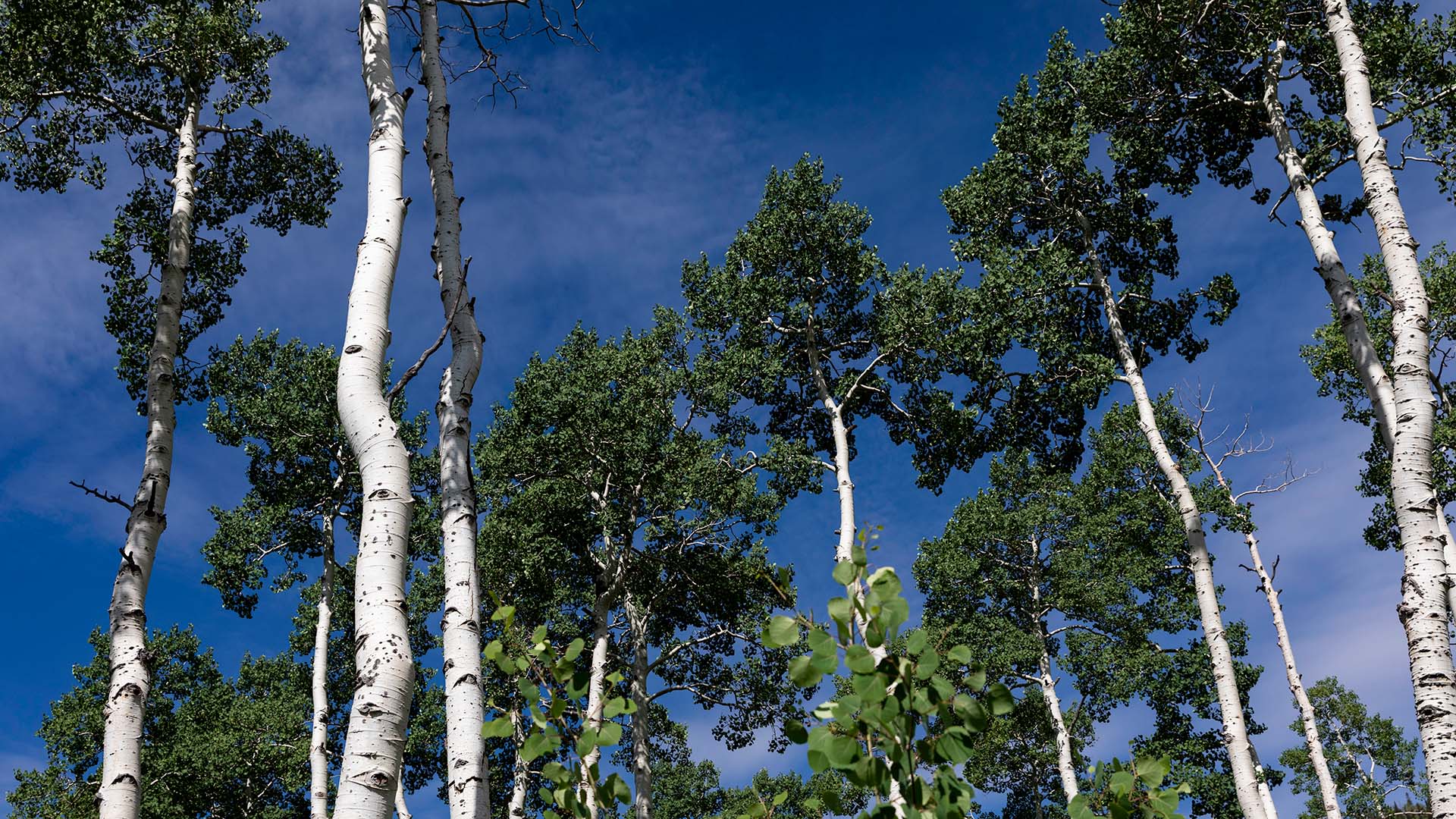 Can trees really live forever? BBC Earth